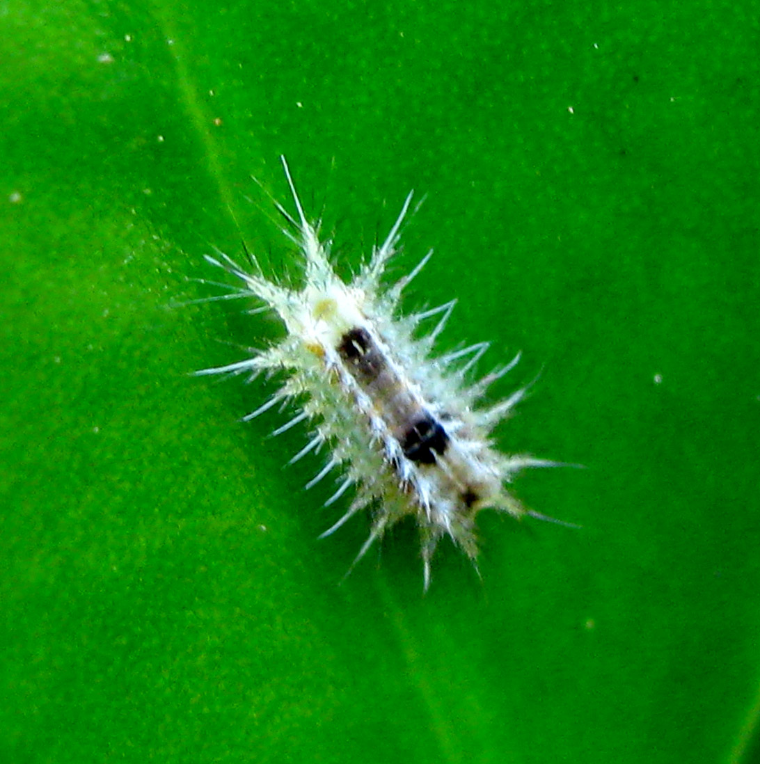 White Slug Caterpillar