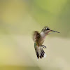 ruby throated hummingbird (female)