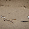 Red-Capped Plover..(charadrius Ruficapillus)
