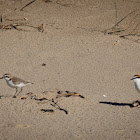 Red-Capped Plover..(charadrius Ruficapillus)