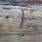 Southern zig-zag salamander
