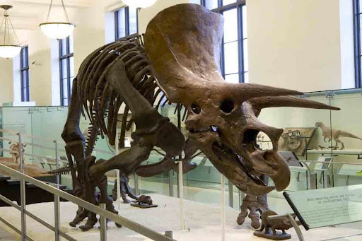 Triceratops - mounted skeleton - Photo: AMNH/D. Finnin — Google Arts ...