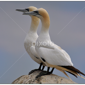 Pair of Gannetts by Ita Martin - Animals Birds