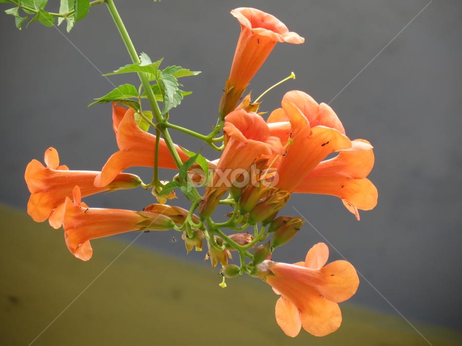 Flower Photography in Eco Cave Park, Nainital  by Abhay Raichand - Flowers Flowers in the Wild
