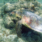 Hawaiian Green Sea Turtle/ Honu