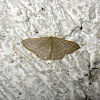 Common tan wave moth