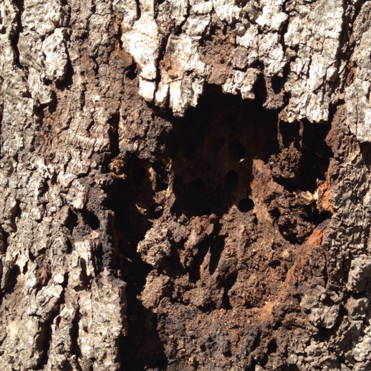 Termite (Nest)