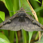 Owlet Moth (dark form)