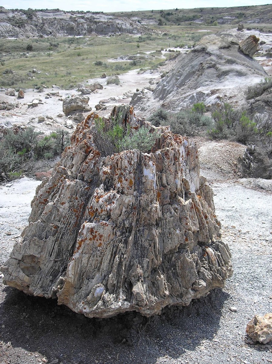 Pasture Sagebrush in Petrified Tree Stump