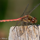 Common Darter Dragonfly