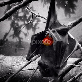 Forget blood, I love strawberries~ Brygida by Bridget Wegrzyn - Animals Other