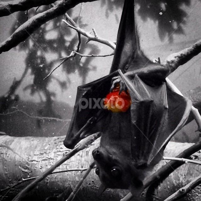 Forget blood, I love strawberries~ Brygida by Bridget Wegrzyn - Animals Other