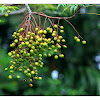 Chinaberry tree