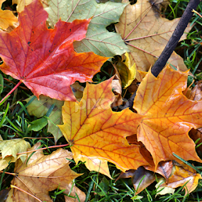 After the Autumn Rain by Jim Czech - Nature Up Close Leaves & Grasses