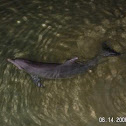 Bottlenose Dolphin (Pacific)