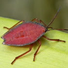shield bug nymph