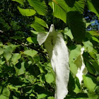 Árbol de los pañuelos,Davidia involucrata 