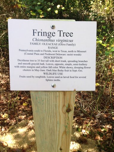 Fringe Tree Example