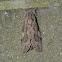 Cossid Moth 4-female