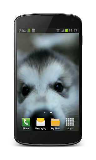 Little Puppy Video Wallpaper