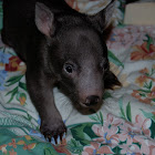 Common Wombat 