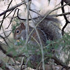 Eastern gray squirrel