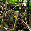 Yellow Leaf Spider