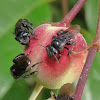 Stingless bees - Zagaños