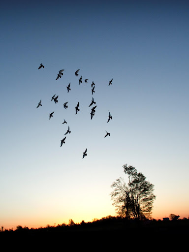 Pigeons Cloud