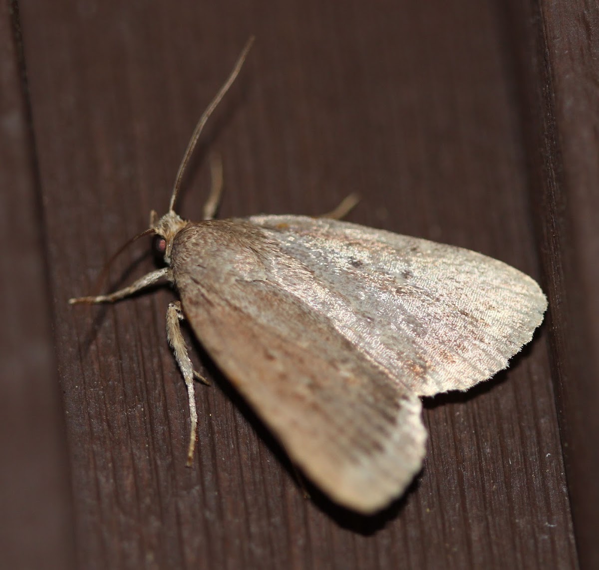 Smooth Amphipyra Moth