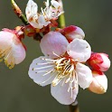 plum blossom Wallpaper logo