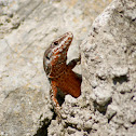 European Wall Lizard