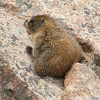 Yellow-bellied Marmot