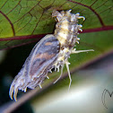 Cocoon parasitised by cordyceps fungus