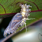 Cocoon parasitised by cordyceps fungus