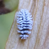 Scymnus Ladybug Larva