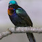 Copper-throated Sunbird