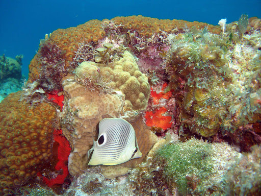 coral-whitefish-Cozumel - Exploring the reefs of Cozumel by snorkel or scuba is a great way to spend the day.
