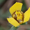 Yellow Walking Iris, 黄扇鸢尾