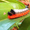 Shag-Carpet Caterpillar