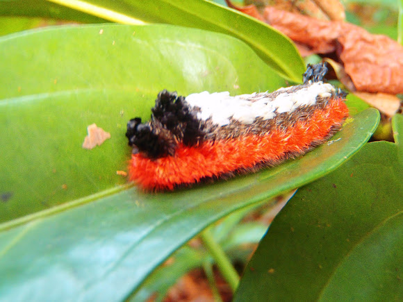ShagCarpet Caterpillar Project Noah
