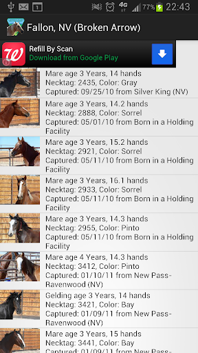 BLM Mustang Adoption Gallery