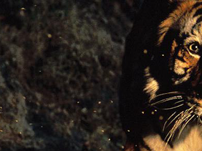 ++ 50 ++ 虎の壁紙 スマホ 148050-虎の壁紙 スマホ