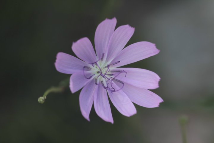 Flower - unknown