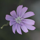 Flower - unknown