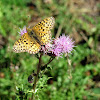 Mormon Fritillary