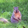 Fox Squirrel