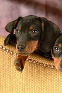 How to download Dachshund Puzzle 1.1 apk for pc