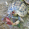 Spur-thighed Tortoise