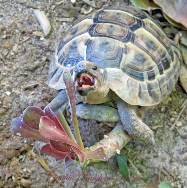 Spurthighed Tortoise Project Noah